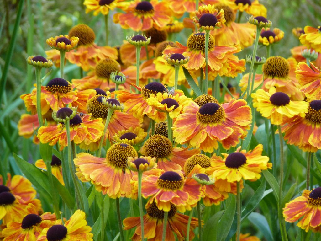 Bestel Helenium 'Sahin's Early Flower' voordelig bij Plantenweelde