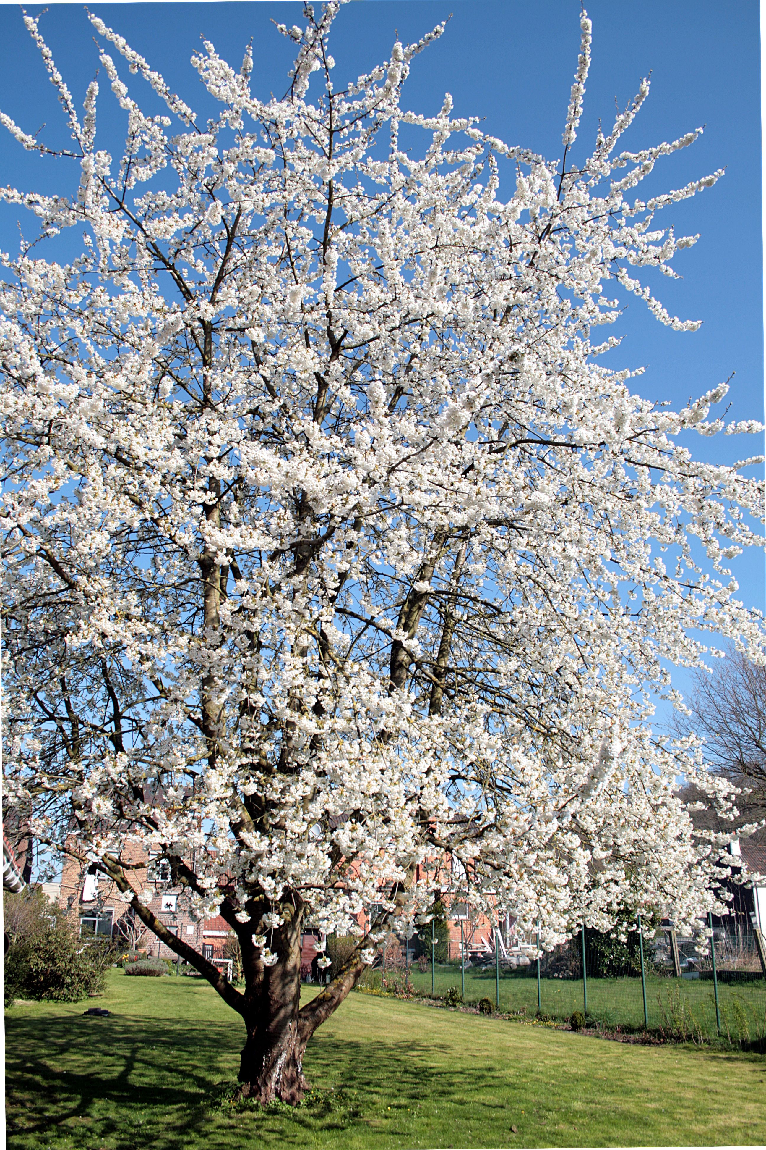 Bestel Prunus avium ‘Plena’ – Gevuldbloemige Boskriek voordelig bij