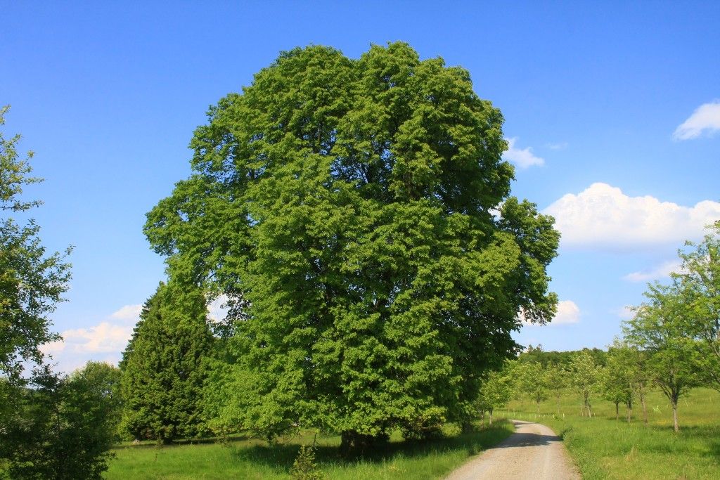 Bestel Tilia platyphyllos Grootbladige linde, Zomerlinde