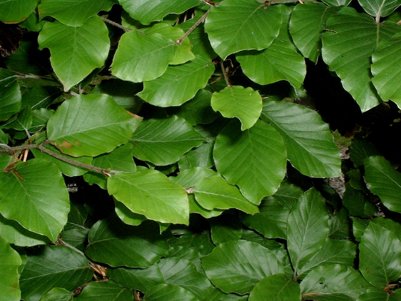 Bestel Fagus sylvatica - Groene beuk in pot voordelig bij Plantenweelde