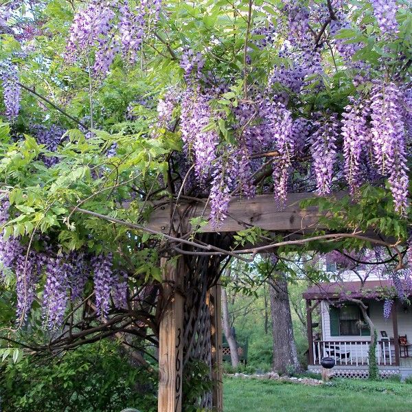 Bestel Wisteria sinensis 'Profilic' Blauwe regen voordelig bij