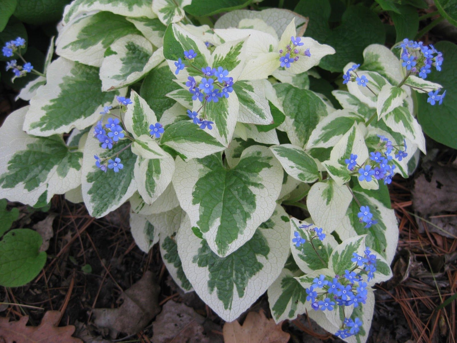 Bestel Brunnera macrophylla ‘Variegata’ voordelig bij Plantenweelde