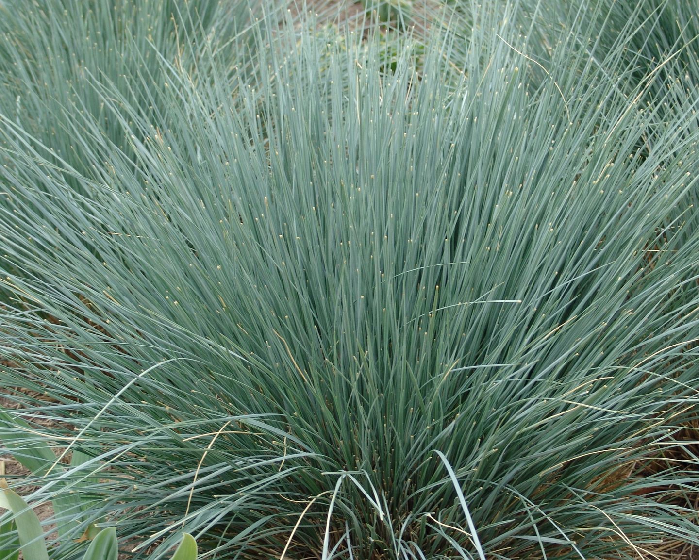 Bestel Helictotrichon sempervirens voordelig bij Plantenweelde