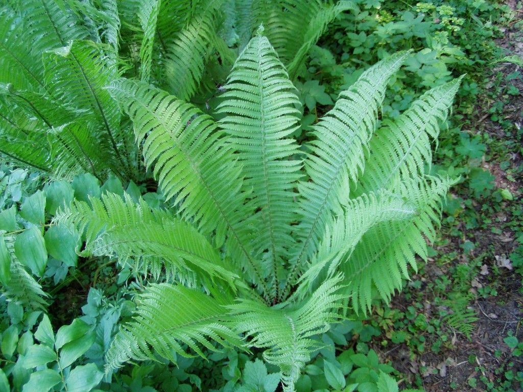 Bestel Matteuccia Struthiopteris - Bekervaren Voordelig Bij Plantenweelde