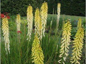 Bestel Kniphofia 'Little Maid' voordelig bij Plantenweelde