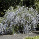 Buddleja alternifolia