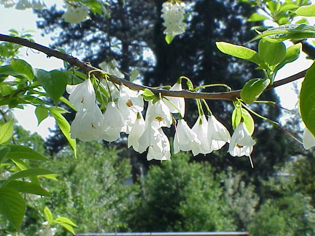 Bestel Halesia carolina voordelig bij Plantenweelde