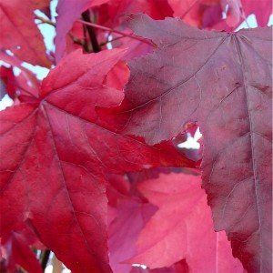 Liquidambar styraciflua 'Lane Roberts’