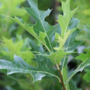 Quercus pal. Green Pillar (2)