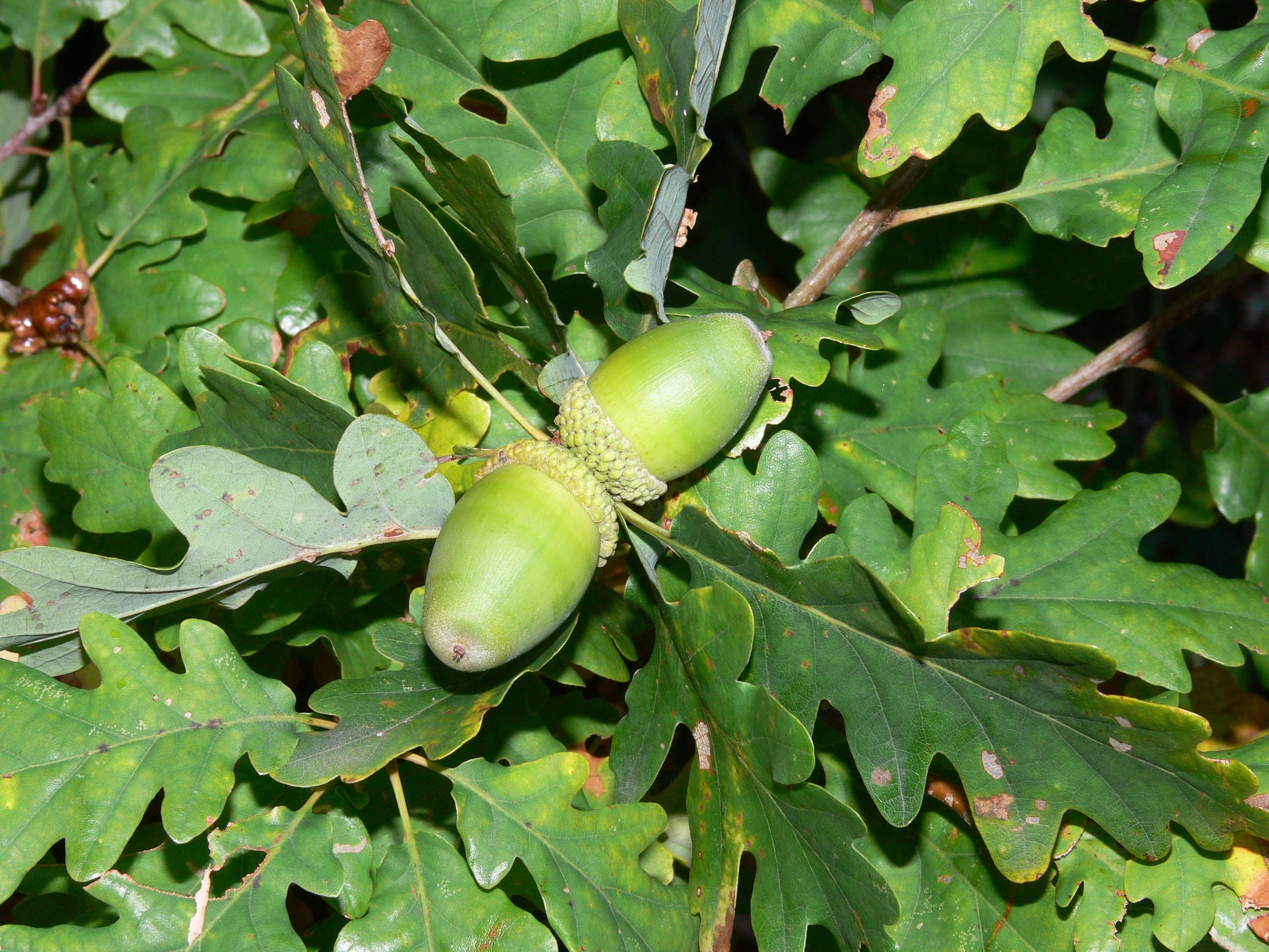 Bestel Quercus Petraea Wintereik Voordelig Bij Plantenweelde