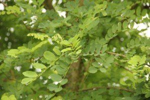 Robinia ps. 'Bessoniana' (2)