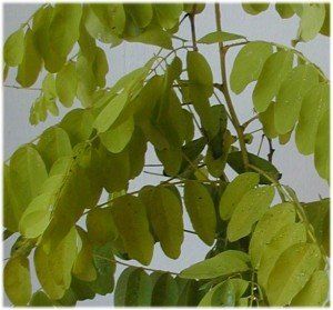 Robinia ps. 'Bessoniana' (3)