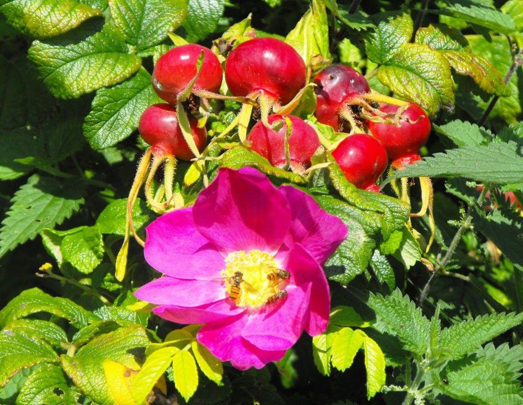 Rosa rugosa фото