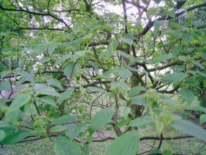 Sophora japonica 'Regent' (2)