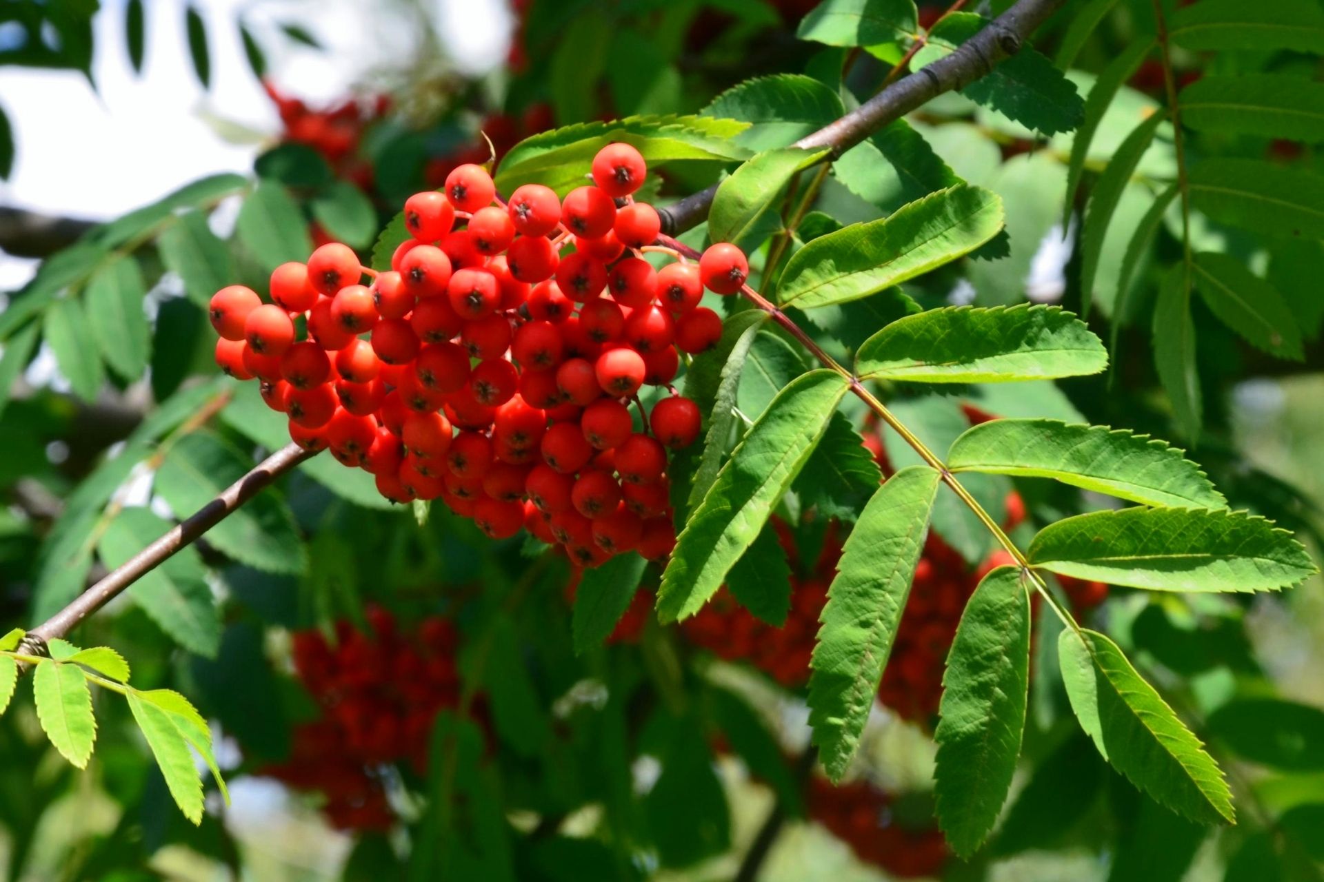 Bestel Sorbus aucuparia Gewone Lijsterbes voordelig bij