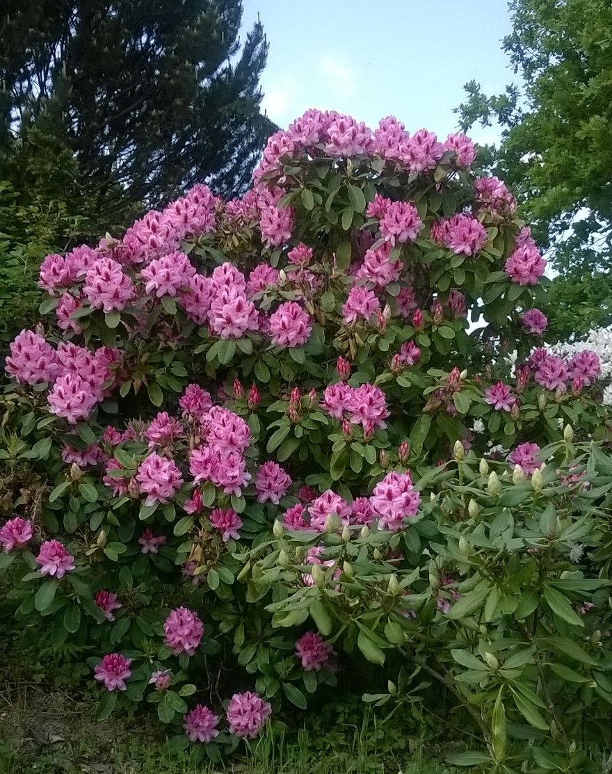 Bestel Rhododendron 'Germania' voordelig bij Plantenweelde