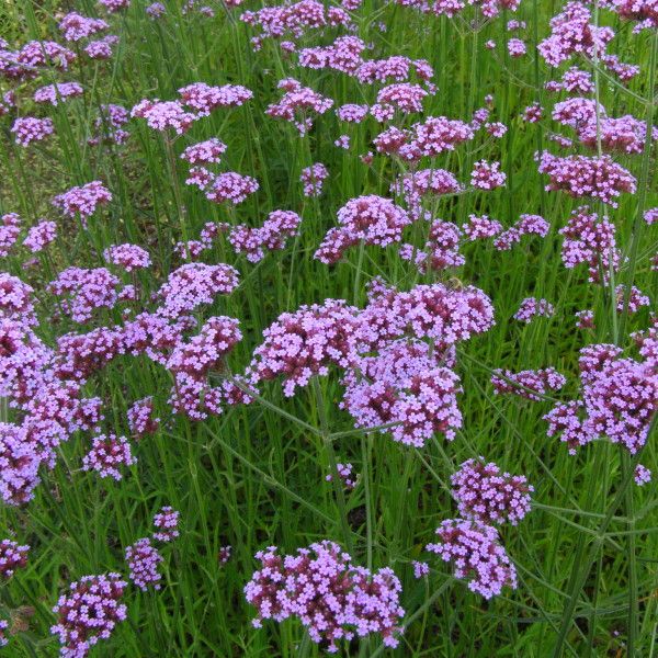 bestel-verbena-bonariensis-voordelig-bij-plantenweelde